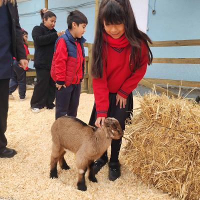 Baby Granja Sm 4